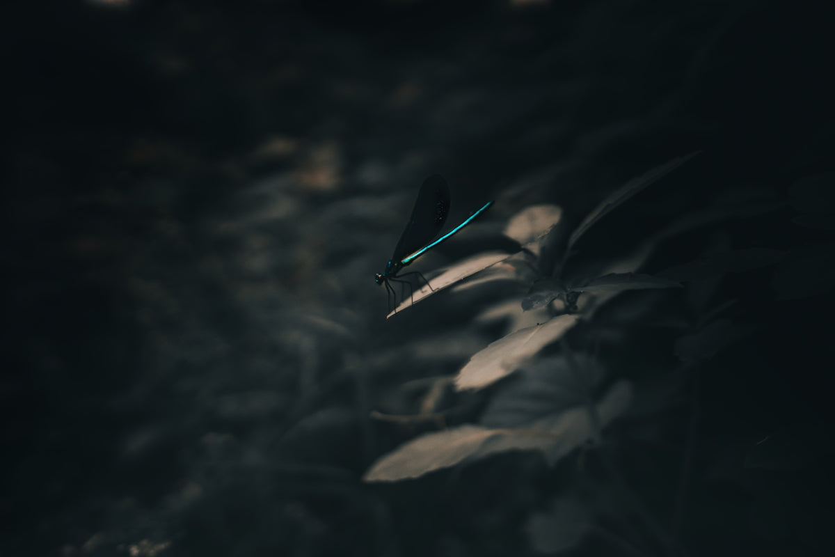 water dew on green leaf